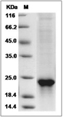 SHH Protein, Mouse, Recombinant (His)