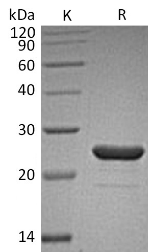 FGF-9 Protein, Human, Recombinant
