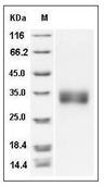 SOST Protein, Rat, Recombinant (His)
