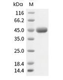 Nectin-4 Protein, Human, Recombinant (His)