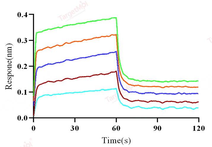 CD155/PVR Protein, Human, Recombinant (His)