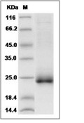 IFN-omega Protein, Human, Recombinant (His)