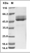 TIGIT Protein, Cynomolgus, Recombinant (hFc)