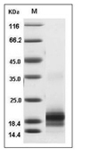 IL-5 Protein, Mouse, Recombinant (His)