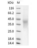 HVEM Protein, Human, Recombinant (His)