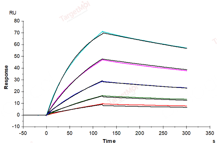 CD64 Protein, Human, Recombinant (His)