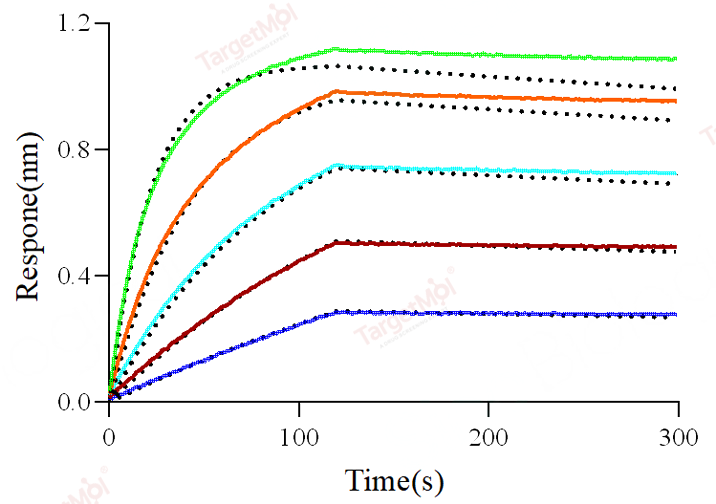 CD64 Protein, Human, Recombinant (His)