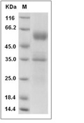 FLT3 Ligand Protein, Mouse, Recombinant (hFc)