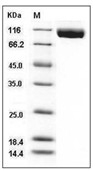 VEGFR3/FLT4 Protein, Mouse, Recombinant (His)