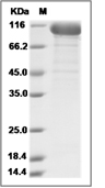 Transferrin Receptor/TFRC Protein, Human, Recombinant (N-hFc)