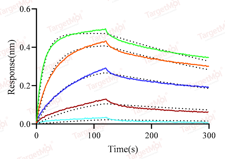 CD40 Ligand Protein, Mouse, Recombinant (hFc)