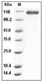 Neuropilin-2 Protein, Human, Recombinant (His)