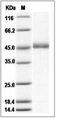Vaccinia Virus B18R/B19R Protein (His)