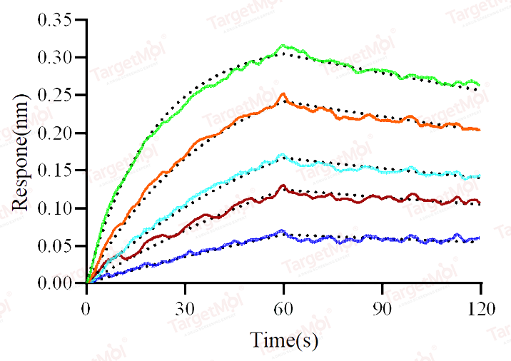 FCGRT & B2M Heterodimer Protein, Mouse, Recombinant (His)