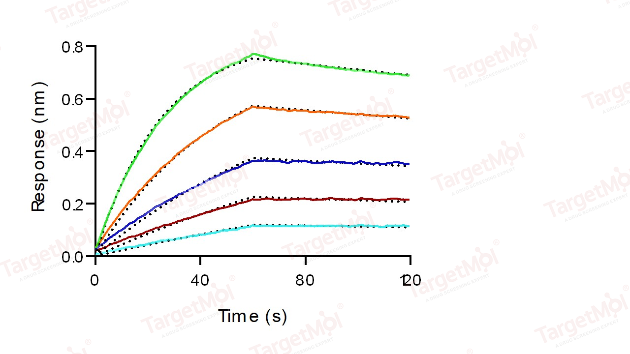 FCGRT & B2M Heterodimer Protein, Mouse, Recombinant (His)