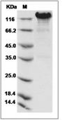 Neuropilin-2 Protein, Human, Recombinant (hFc)