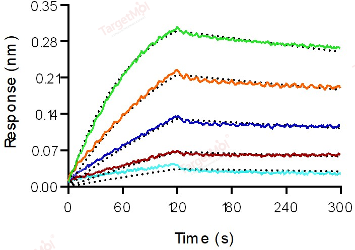 CEACAM5 Protein, Human, Recombinant (His)