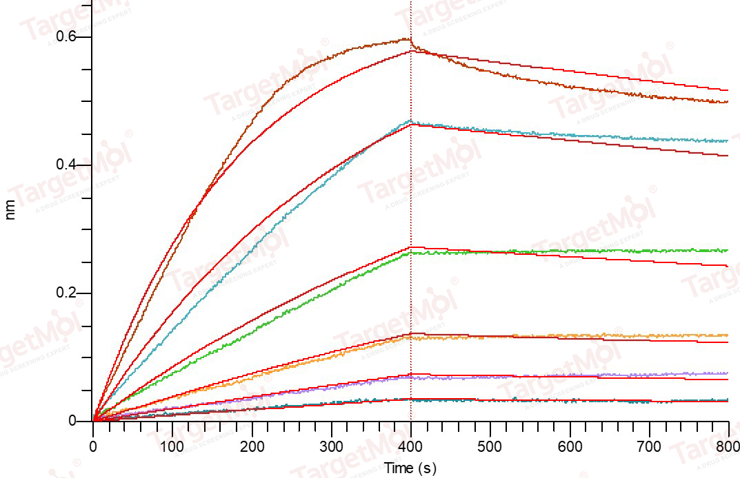 LTBR Protein, Mouse, Recombinant (hFc)