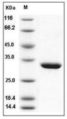 Nucleoside phosphorylase/PNP Protein, Human, Recombinant (His)