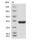 GFP Protein, Aequorea victoria, Recombinant (aa 2-238, His)