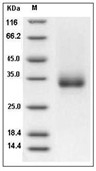 CD32B/Fcgr2b Protein, Cynomolgus, Recombinant (His & Avi), Biotinylated