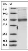 MFGE8 Protein, Human, Recombinant (His)