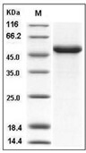 IFN-beta Protein, Human, Recombinant (hFc)