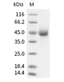 CD3E & CD3G Heterodimer Protein, Human, Recombinant (Fc-Flag & mFc)