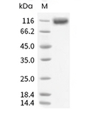 Siglec-2/CD22 Protein, Mouse, Recombinant (His)
