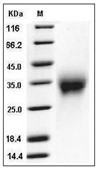ACVR2A Protein, Mouse, Recombinant (His)