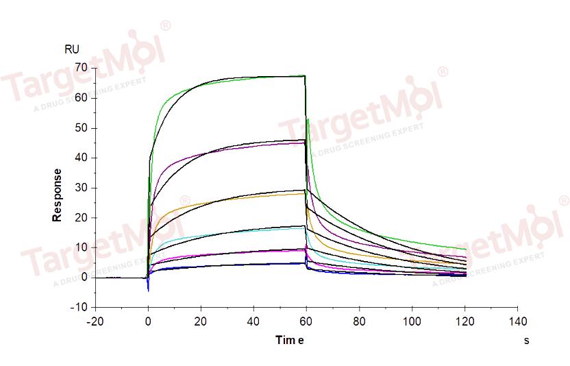 CD16a Protein, Human, Recombinant (F176V, His)