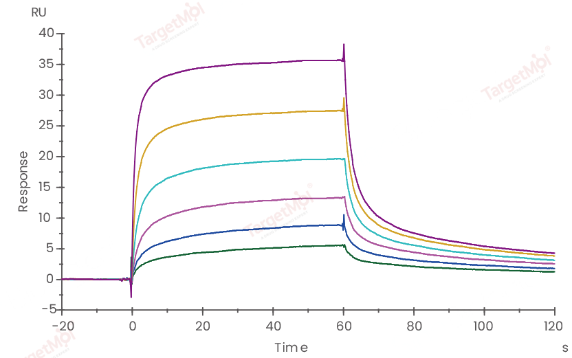 CD16a Protein, Human, Recombinant (F176V, His)