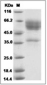NKG2D/CD314 Protein, Human, Recombinant (hFc)