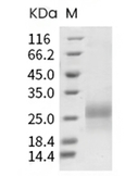 PVRIG Protein, Cynomolgus, Rhesus, Recombinant (His)