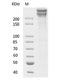 Von Willebrand Factor/vWF Protein, Human, Recombinant (His)