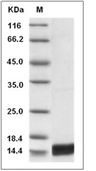 IL-17A Protein, Mouse, Recombinant