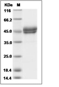 IgE Fc Protein, Human, Recombinant (His)