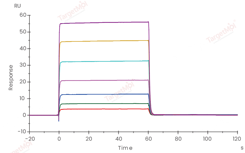 CD32A Protein, Human, Recombinant (167 His, His)