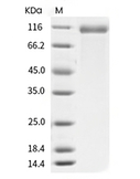 DLL4 Protein, Human, Recombinant (hFc)