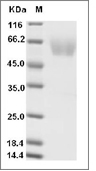 TIM-4/TIMD4 Protein, Human, Recombinant (His), Biotinylated
