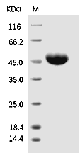 Nectin-2 Protein, Human, Recombinant (His)