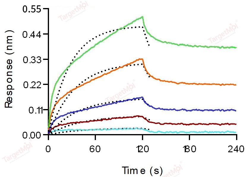 CD16/FCGR3 Protein, Mouse, Recombinant (aa 32-215, His)