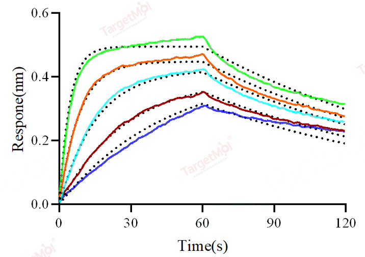 FCGRT & B2M Heterodimer Protein, Cynomolgus, Recombinant (His)
