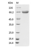 TLR4 Protein, Human, Recombinant (His)