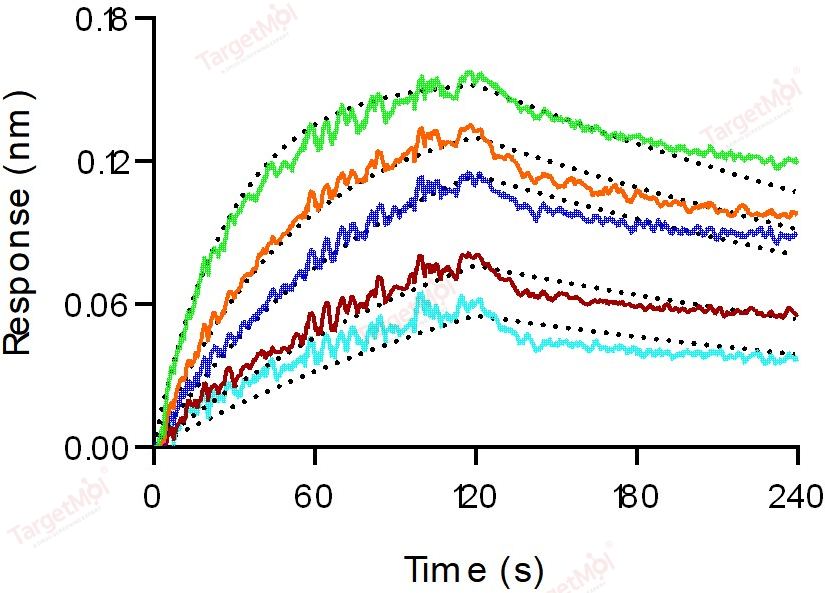 FGFR1 Protein, Human, Recombinant (His)