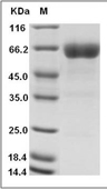 CD200 Protein, Human, Recombinant (hFc)