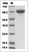 Neuropilin-1 Protein, Cynomolgus, Recombinant (His)