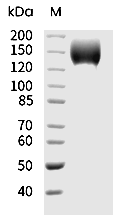 LIFR Protein, Human, Recombinant (hFc)