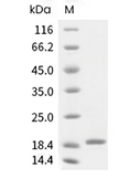 G-CSF Protein, Human, Recombinant (Isoform 2)
