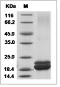 Interferon alpha 1/IFNA1 Protein, Human, Recombinant (His)